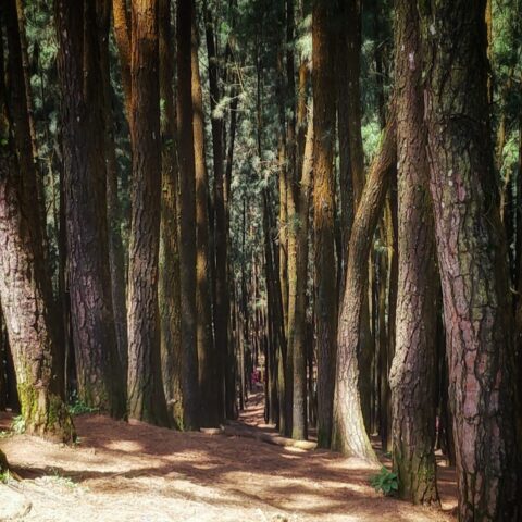 Vagamon Pine Forest